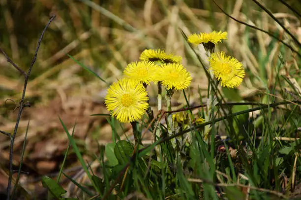 Sign of spring with yellow coltsfoot flowers in the nature. Latin name of flower is Tussilago farfara. Photo taken in Sweden.