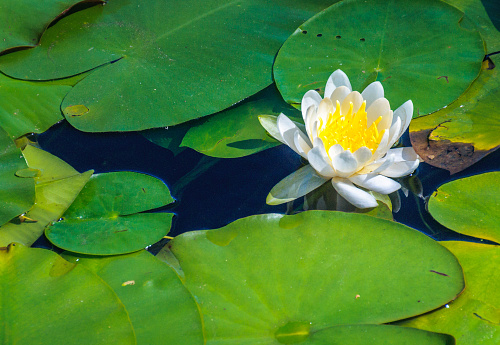 A bright white water lily with yellow stamens in a small pond in central New York state.