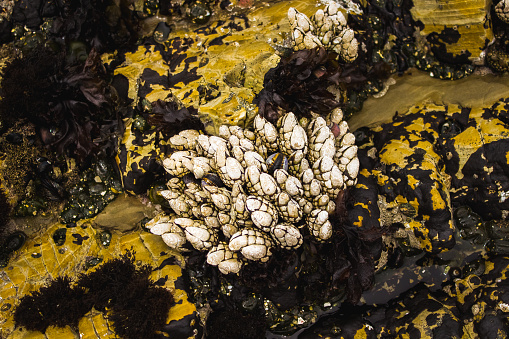 Closeup shot of clams and yellow algae in a tide pool