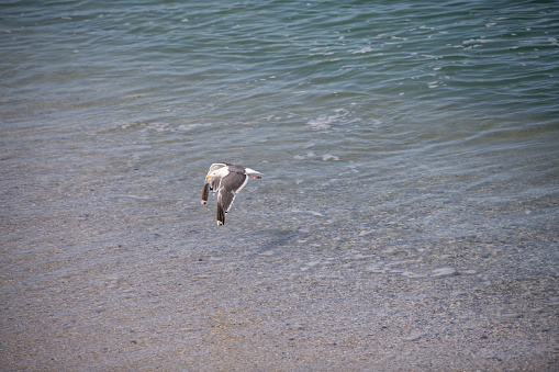 A bird flying by the beach in Pacific Grove, California