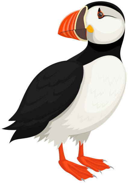 Atlantic Puffin Vector illustration of a standing Atlantic Puffin bird against a white background. Illustration uses no gradients, meshes or blends, only solid color. Includes AI10-compatible .eps format, along with a high-res .jpg. puffin stock illustrations