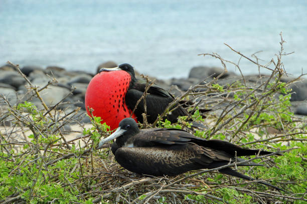 Frigate birds on the galapagos islands Ecuador
