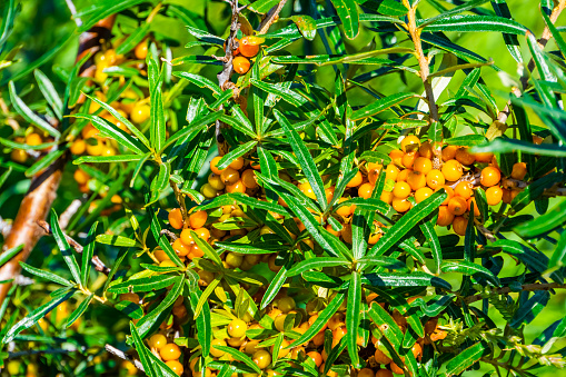 macro closeup of a sea buckthorn bush with grapes, popular fruiting plant specie from Eurasia