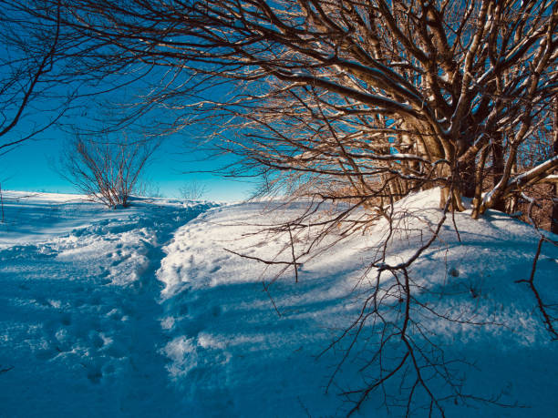 istock A tree and snow and the blue sky 1294185275