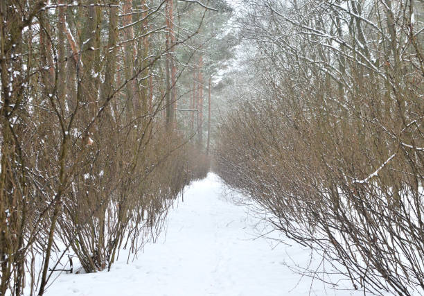 istock Snow-covered road through bare bushes and trees in the forest in winter time 1294185914