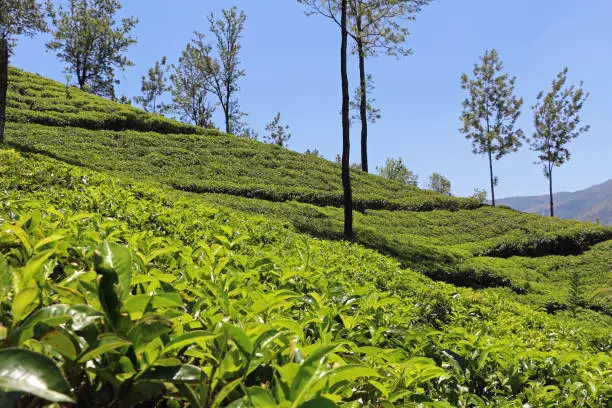 Photo of Tea plantations of Sri Lanka