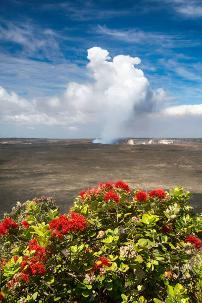 Kilauea volcano with Ohia tree and its flower, the Lehua blossom. Halemaumau crater. Big Island Hawaii Kilauea volcano with Ohia tree and its flower, the Lehua blossom. Halemaumau crater. Big Island Hawaii hawaii volcanoes national park photos stock pictures, royalty-free photos & images