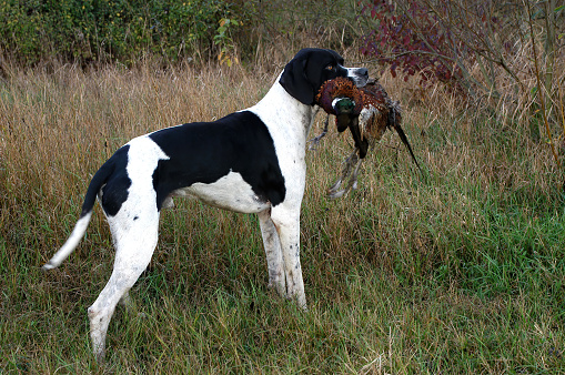 Dog english pointer hunting   in the wild forest in the autumn
