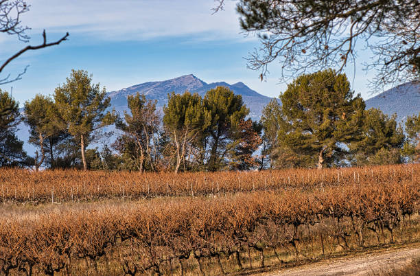 istock a winter landscape in Provence 1294190226