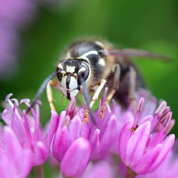 istock Yellow Jacket Wasp on Purple Weeds 1294191436