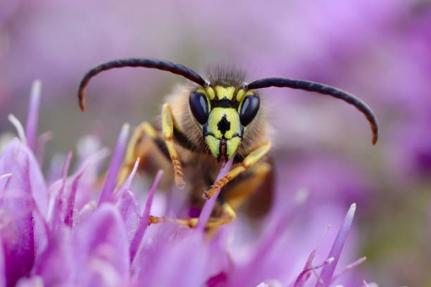 istock Yellow Jacket Wasp on Purple Weeds 1294191438