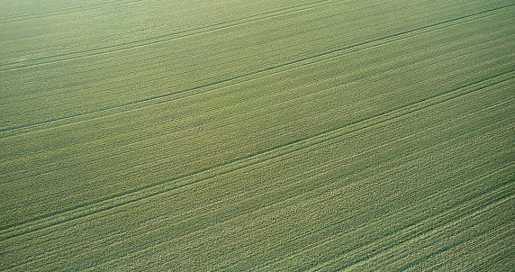 Mono culture wheat field seen directly from above as it looks during the winter. Stripes from the way the seed has been placed.