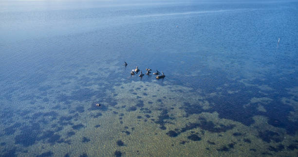 istock Birds resting on some stones in the water 1294192355