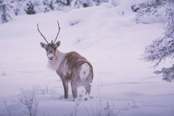 istock Caribou in Alaska 1294193430