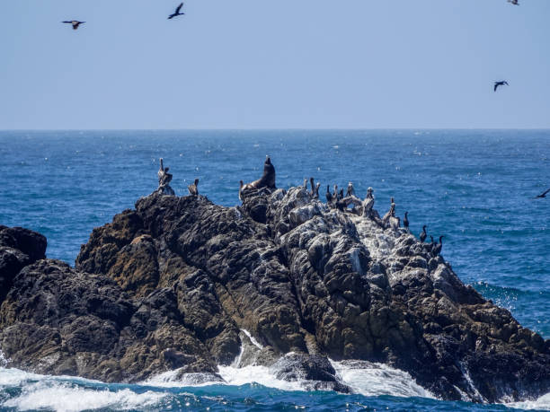 istock Sea lion bull on a rock 1294194540