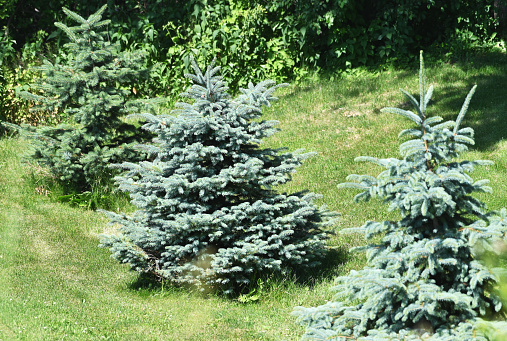 Row of three young evergreen trees.