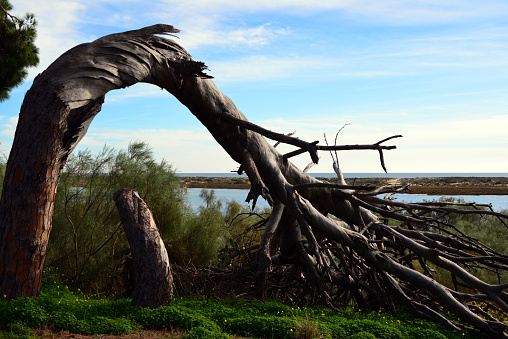 Old broken tree trunk on the beach