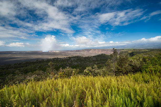 Forest above Kilauea volcano. Big Island Hawaii
