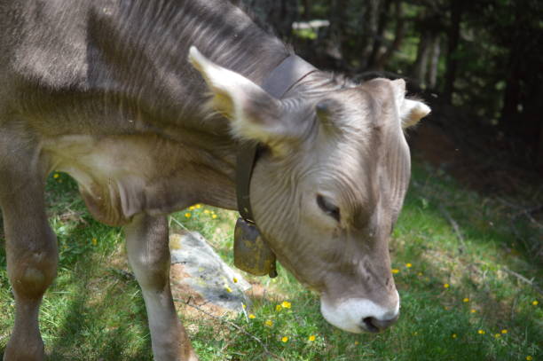 istock Portrait of a cow 1294195314