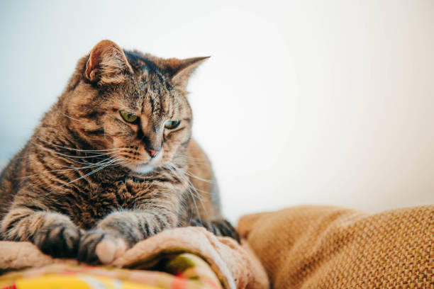 istock Cat on a chair sunbeam 1294195378