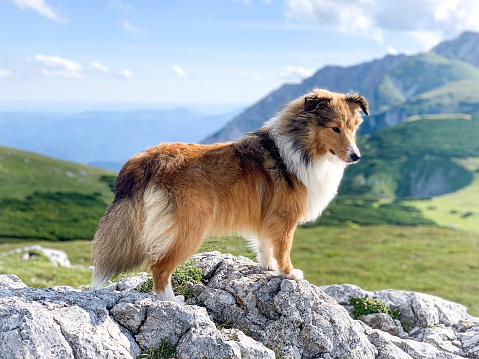 Sheltie dog on the Schneeberg in Austria. Green grass in the background. Sunny day. Floppy ears, concentrating.