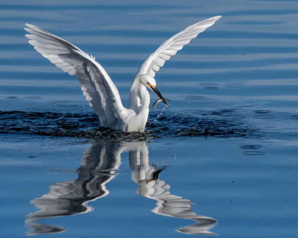 istock Natural estuary wildlife searching and feeding, 1294196495