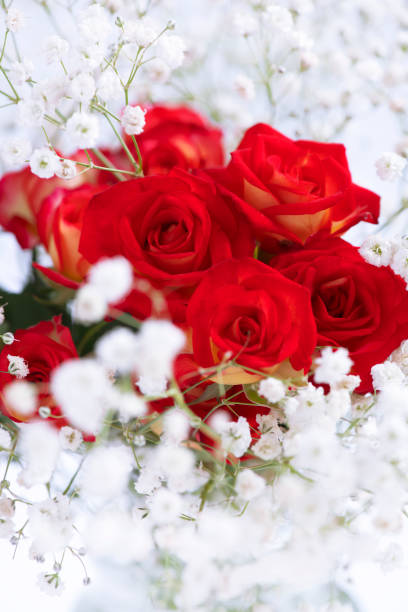 soft romantic red roses framed with gypsophila shot in a  selective focus ,copy space top and bottom. Graphic Resources Ideal for cards ,posters advertising and weddings