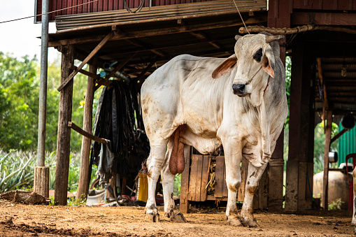 A Brahma bull tethered to a home near  Kampong Cham, Cambodia is likely a prized possession for a Cambodian family.