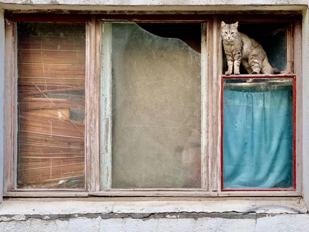 gatto tabby grigio senza tetto nella finestra rotta di una vecchia casa abbandonata. l'edificio di nessuno. - domestic cat undomesticated cat window house foto e immagini stock