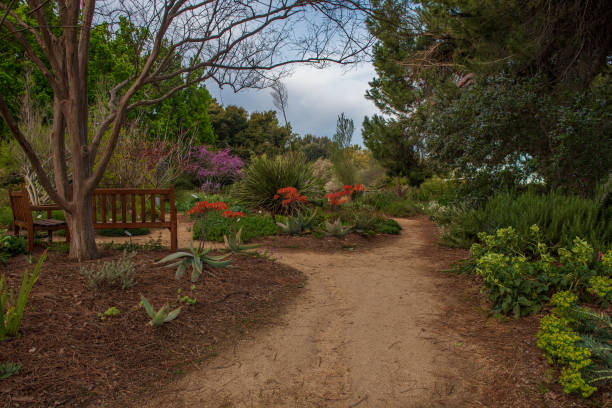 Davis; California; USA. November 28, 2019. Path to a garden with Aloe,  redbud  and other flowers at the UC Davis arboretum in the spring, on a sunny, blue sky day with no clouds, typical of Central California