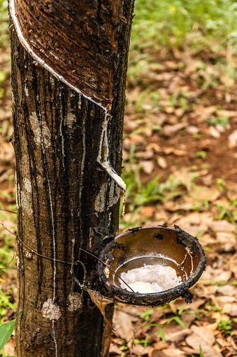 The natural rubber tree takes between seven and ten years to deliver the first harvest. Harvesters make incisions across the latex vessels, just deep enough to tap the vessels without harming the tree's growth, and the latex is collected in small buckets. This process is known as rubber tapping. Latex production is highly variable from tree to tree .