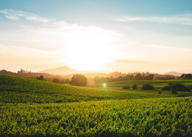 Vineyard Sunset A beautiful sunset over a vineyard in Sonoma, California. sonoma county stock pictures, royalty-free photos & images