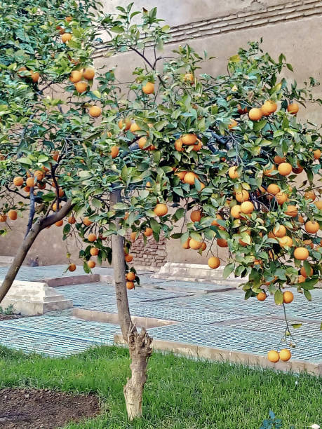 istock young orange trees in Morocco 1294205860