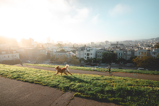 A golden retriever fetching a ball in a park in San Francisco.