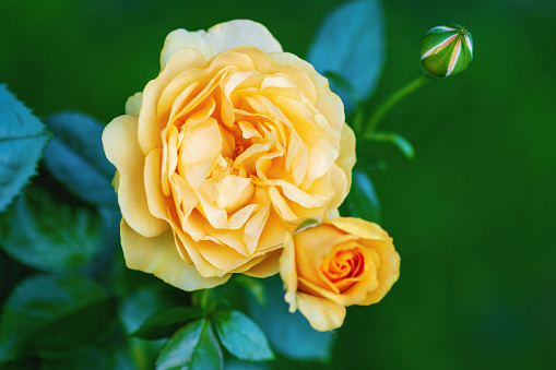 Yellow-orange rose blooms in the garden