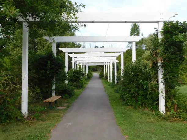 White archways covered in vines over a walking path