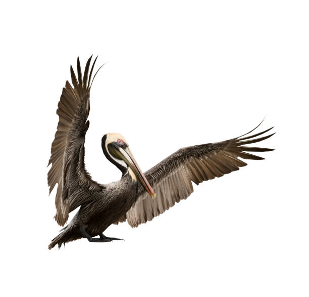 istock Brown Pelican with wings stretched out on white background 1294209797