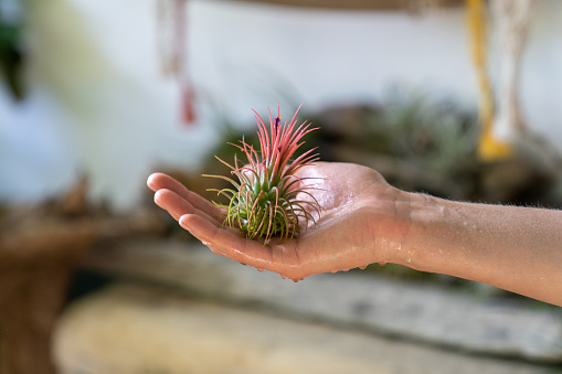 Close up of woman florist holding in her wet hand after spraying air plant Tillandsia at garden home/greenhouse, taking care of houseplants. Indoor gardening.