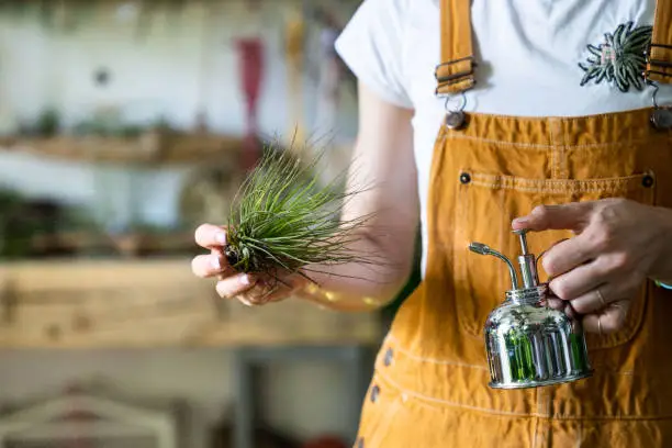Close up of woman florist wear overalls, spraying air plant tillandsia by vintage steel water sprayer at garden home/greenhouse, taking care of houseplants. Indoor gardening. Small business, freelance