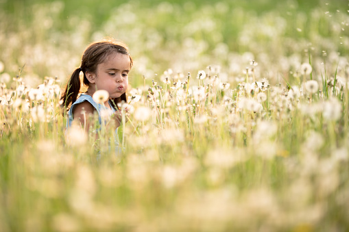 An adorable mixed race girl is blowing dandelions away in a field on a warm sunny day.