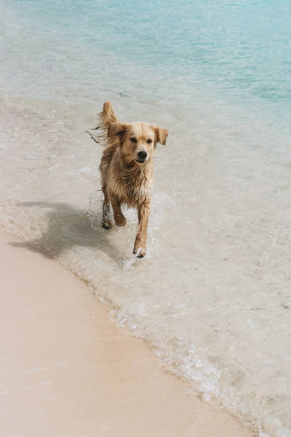 istock Dog running on the tropical beach 1294214614