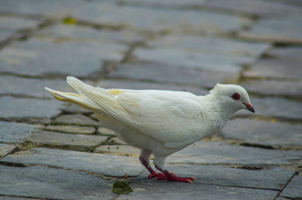 istock White dove foraging on the ground 1294215339