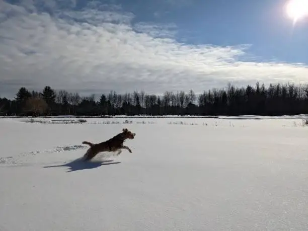 Irish terrier running in the snow free of leash