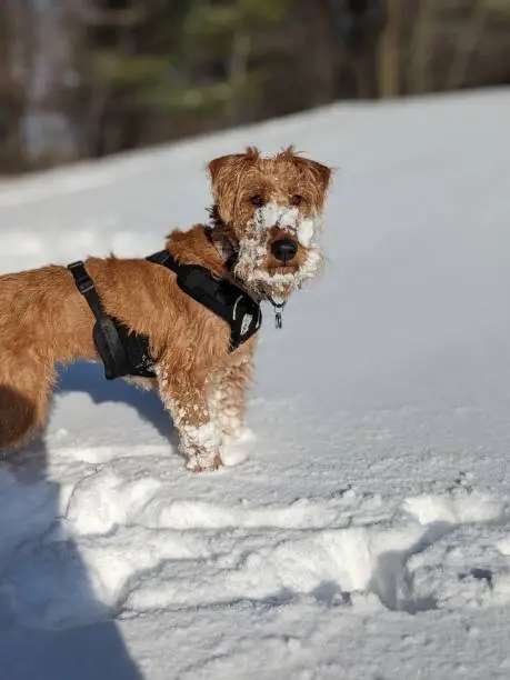 Irish terrier running in the snow free of leash