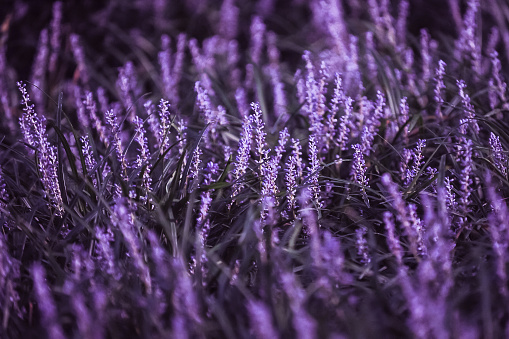 A field of purple salvia flowers full frame
