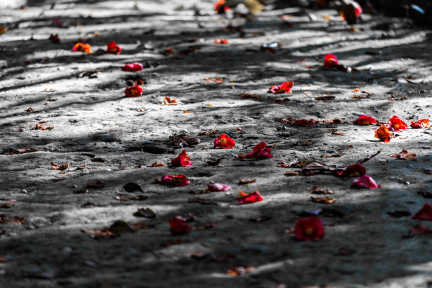 istock Falling camellia in Kasayama in spring 1294221379