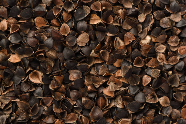 Close Up, Full Frame Image of Buckwheat Hulls A close-up, full frame image of buckwheat hulls, ready for use in stuffing pillows or mattresses. buckwheat photos stock pictures, royalty-free photos & images