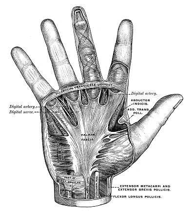 Hand Anatomy - Scanned Engraving
