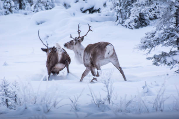istock Caribou in Alaska 1294225422