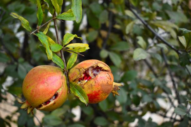 istock juicy fresh splitted or cracked pomegranates on tree 1294226123